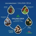 thumbnail image 3 of Insecticida Gamo 1 Kg (Imidacloprid) Granulado Gallina Ciega Agroquímica Tridente Gamo 1%, 3 of 3