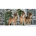 thumbnail image 2 of Anonymous 32x18 Gold Ornate Wood Framed with Double Matting Museum Art Print Titled - Wolves in the snow, Germany (detail), 2 of 4