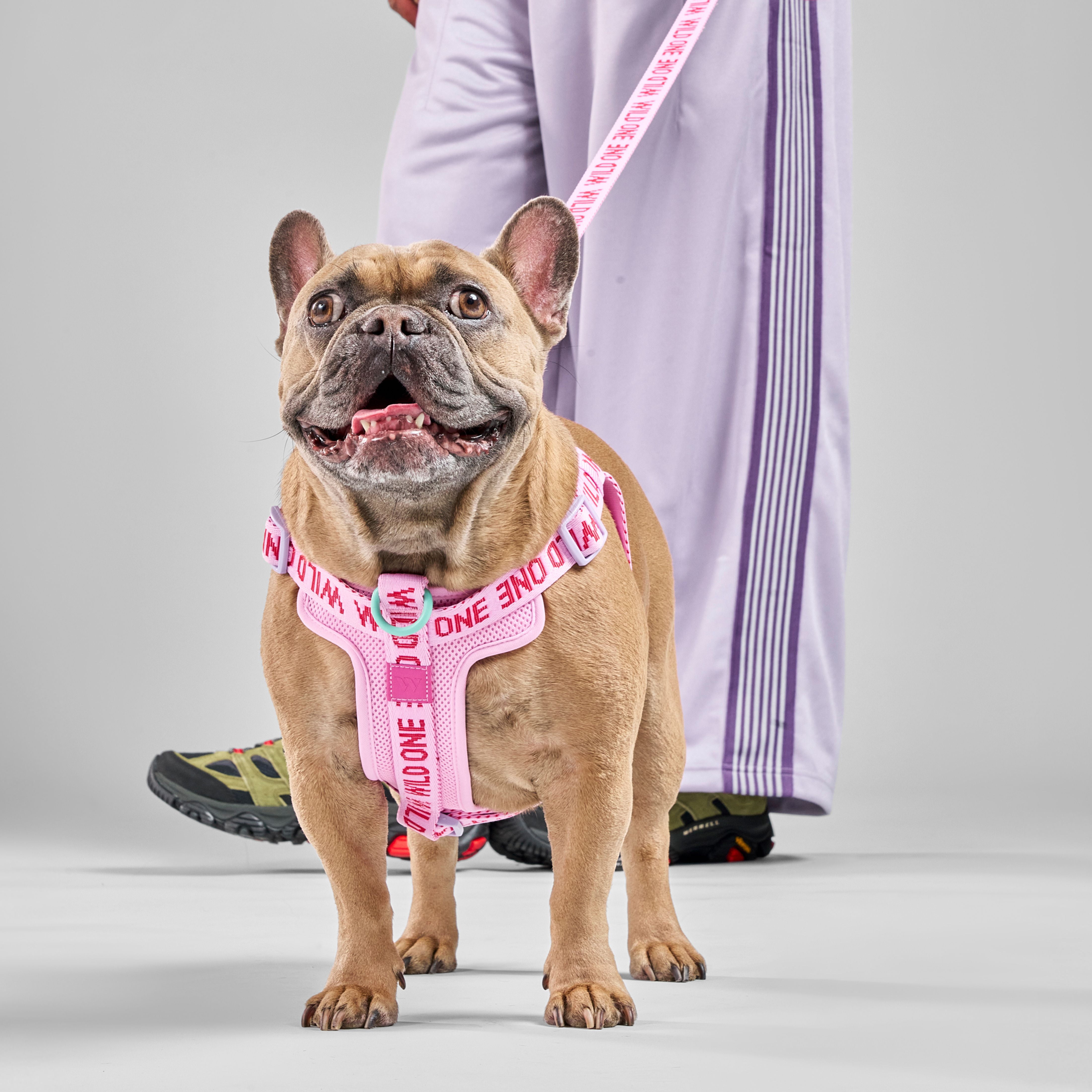 Wild One 6ft Heavy Duty Lightweight Nylon Dog Leash, Bubblegum Pink Colorblock