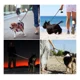 thumbnail image 2 of Correa Para Perro Entrenamiento 180cm Antireflectiva Verde, 2 of 4