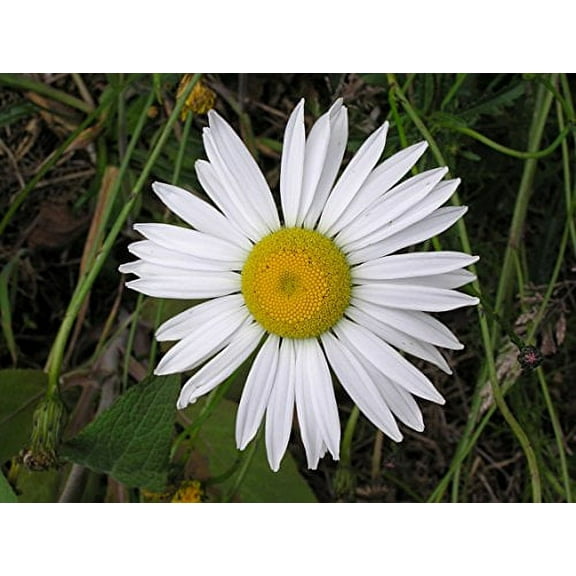 Ox Eye Daisy Nice Garden Flower by Seed Kingdom 1 Lb Seeds