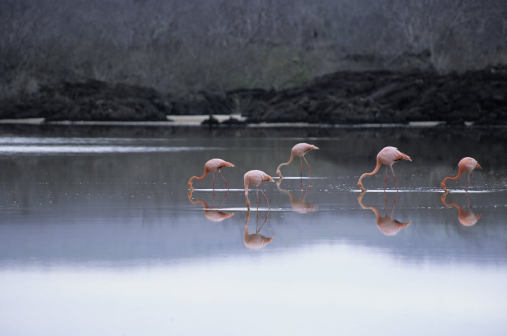 Feeding Flamingos F