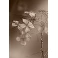 thumbnail image 2 of Suzuki, Takashi 23x32 Gold Ornate Wood Framed with Double Matting Museum Art Print Titled - Withered Hydrangea_007, 2 of 4
