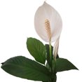 thumbnail image 4 of planta natural cuna de moisés 72 x 57 cm con maceta de plástico, 4 of 7