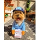thumbnail image 1 of Disfraz de portador de correo para perros USPS, divertido mensajero transformado en mascota, perro, gato, perro mediano y grande, suministros de decoración para el día de Halloween, ropa (1 paquete, L) JM, 1 of 5