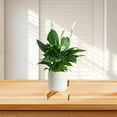 thumbnail image 3 of JKLOP Planter Stand for Small Plants Indoor Wood Plant Stand for Bedroom Suitable for Pot for Home & Kitchen, 3 of 6