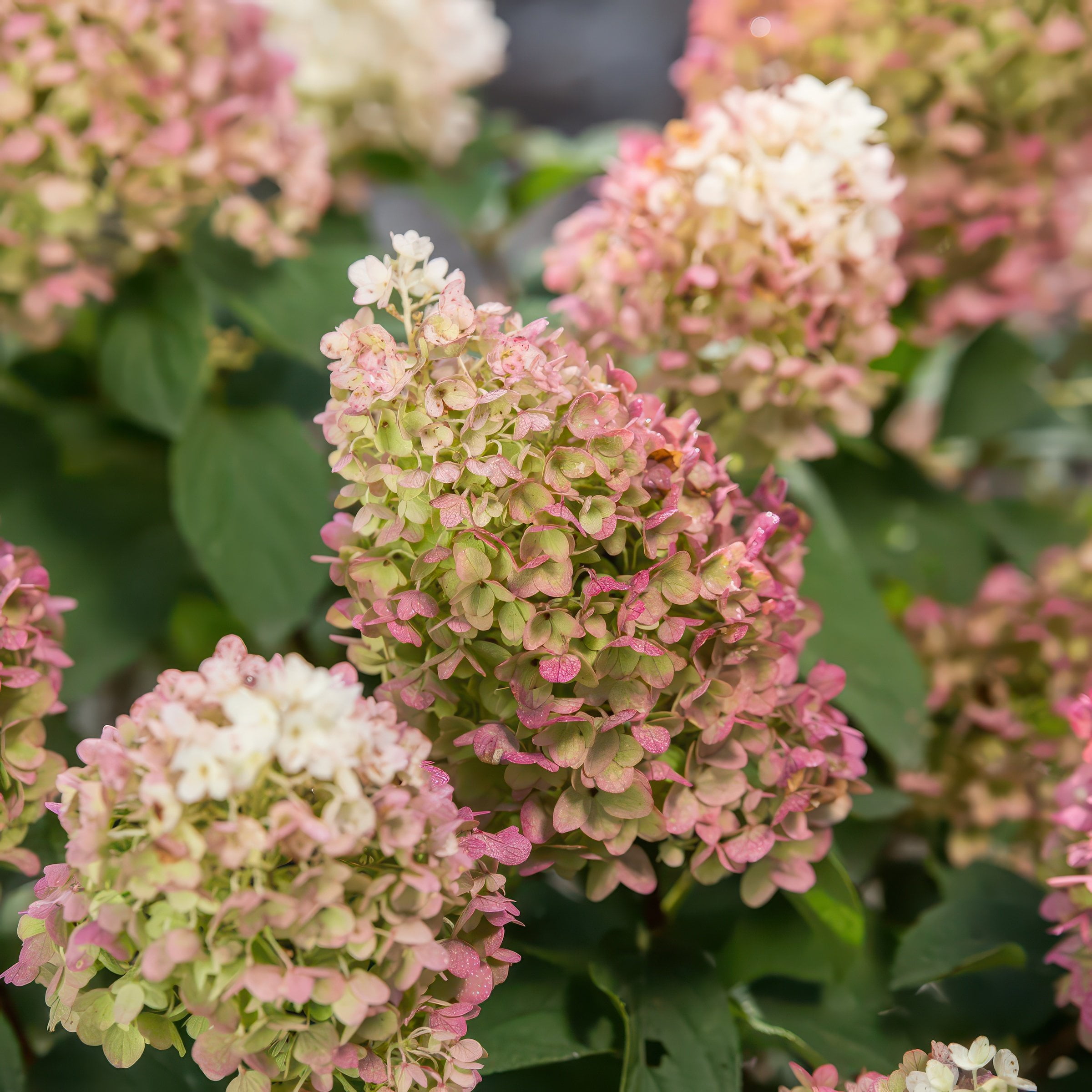 National Plant Network 2 gal. Hydrangea Little Hottie Tree