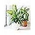 thumbnail image 3 of Chrysal Leafshine Aerosol Spray 25 Ounces Bundled by Evergreen Farm and Garden (3 Pack), 3 of 7