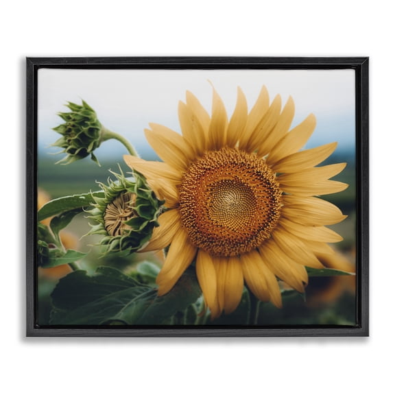 Stupell Industries Rustic Lodge Evening Sunflower Photography Black Floating Frame Canvas Art, 21 x 17, by Erin Marie