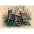 thumbnail image 2 of Joseph Wolf 18x13 Gold Ornate Wood Frame and Double Matted Museum Art Print Titled - The Caracal (1861-1867), 2 of 4