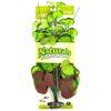Marina Naturals Pennywort Silk Plant, L