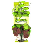 Marina Naturals Pennywort Silk Plant, L