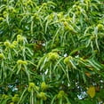 thumbnail image 2 of Brighter Blooms - Chinese Chestnut Tree, 4-5 ft. - No Shipping to AK, AZ, CA, HI, OR, TX, WA, 2 of 5
