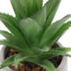 thumbnail image 4 of Planta artificial en planta en maceta de macetas decoración de plantas en macetas artificiales para el hogar de la oficina, 4 of 6