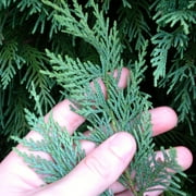 Brighter Blooms - Leyland Cypress Tree, 3-4 ft. - No Shipping to AK, AZ, HI