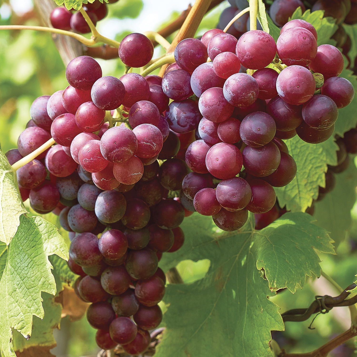 Van Zyverden Grape Seedless Flame (1 Dormant Bare Plant Root) Full