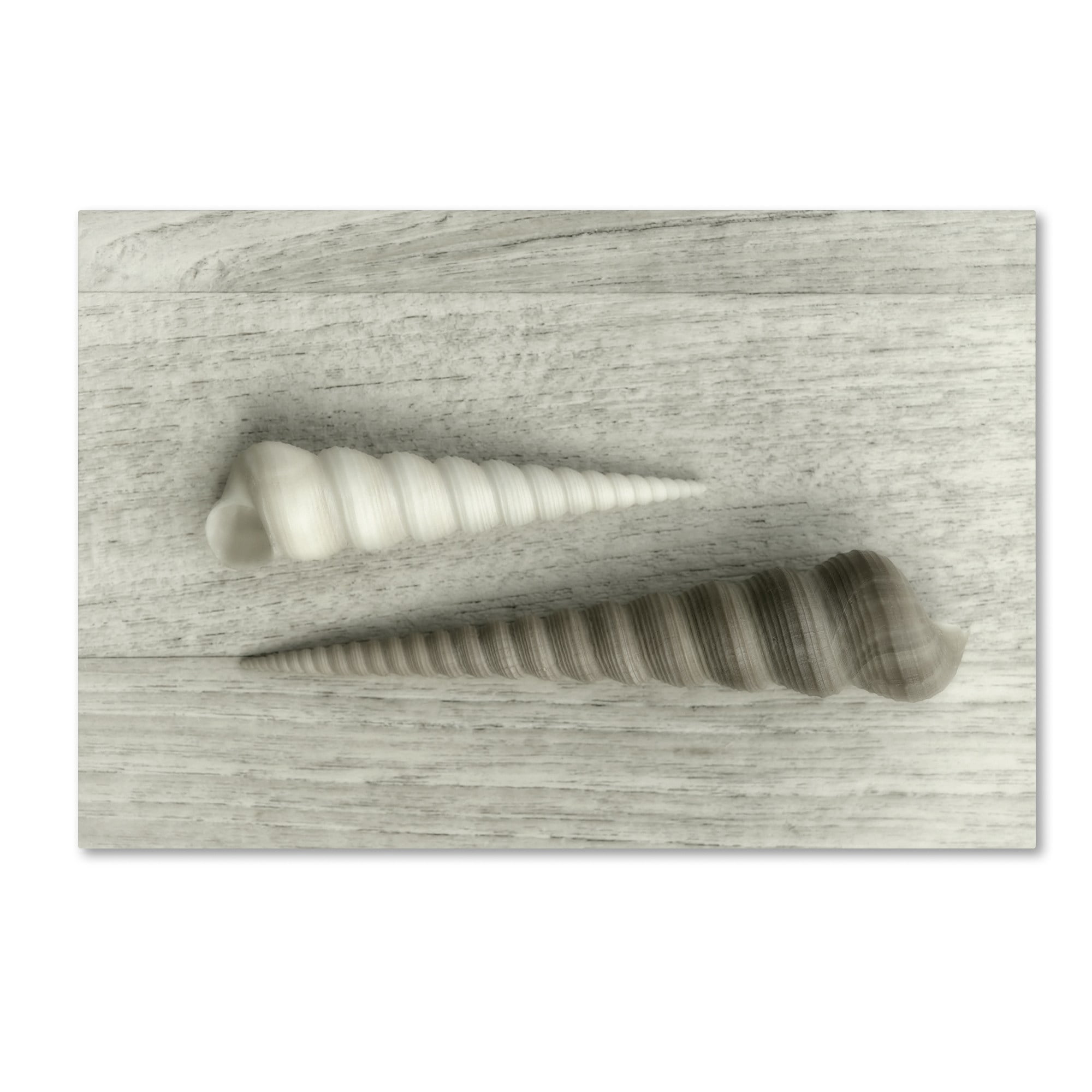 Trademark Fine Art 'Sea Snail Shells' Canvas Art by Cora Niele