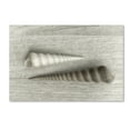 thumbnail image 2 of Trademark Fine Art 'Sea Snail Shells' Canvas Art by Cora Niele, 2 of 4