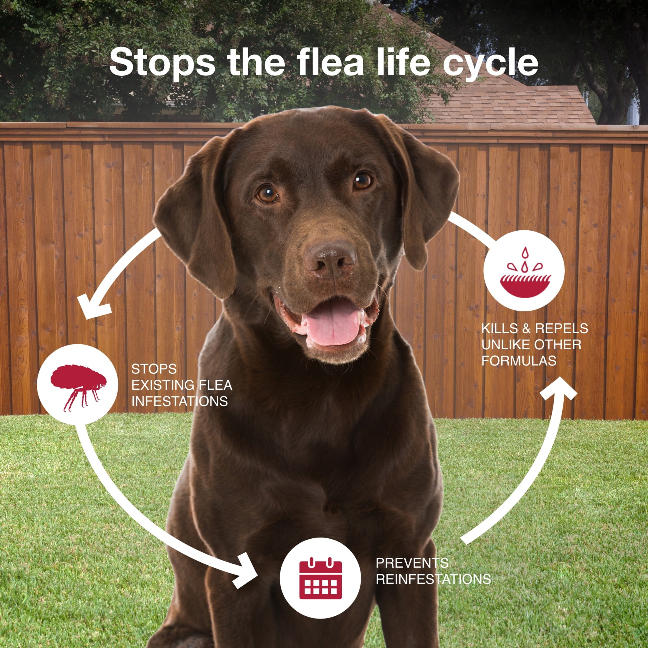 K9 Advantix II Monthly Flea Tick Prevention for XL Dogs 55 lbs 2