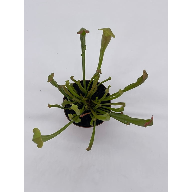 BubbleBlooms Sarracenia Rubra Walter, Sweet Pitcher Plant, 2 Inch Pot, Low  Maintenance, Easy Grow Indoor Houseplant - Walmart.com