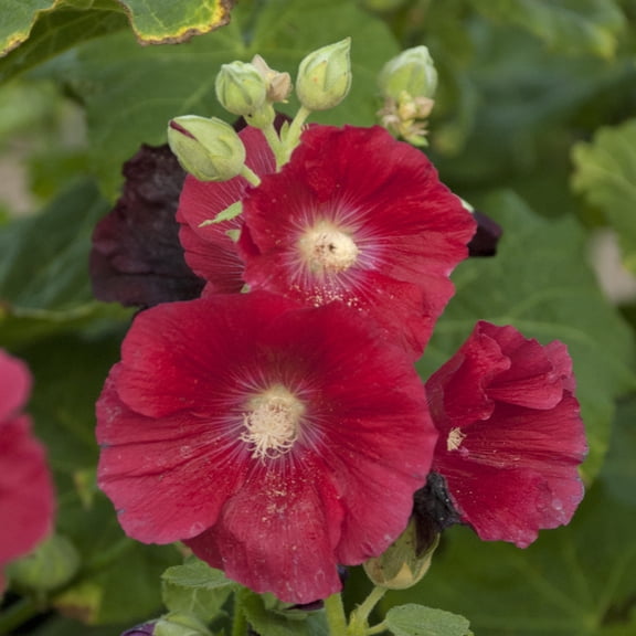 Direct Gardening Mars Magic Hollyhock Potted Red Flowering Perennial Starter Plant Grown in a 4 Inch Pot, 1 Per Offer