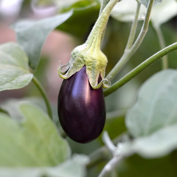 Hansel Hybrid Eggplant Garden Seeds - 100 Seeds - Non-GMO, Purple, Vegetable Gardening Seed - Solanum melongena
