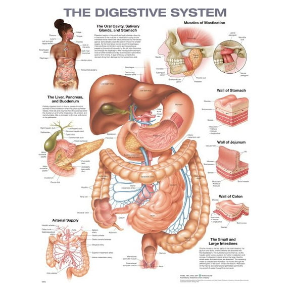 The Digestive System Anatomical Chart - 2nd Edition - Laminated