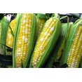 thumbnail image 2 of 60 BILICIOUS BICOLOR CORN Sweet Yellow & White Zea Mays Vegetable Seeds, 2 of 6