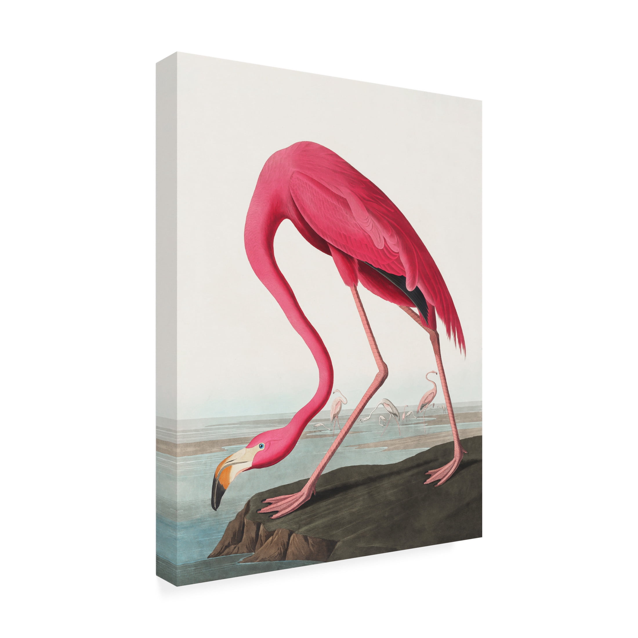 Trademark Fine Art Pictufy Pink Flamingo Ii From Birds of America Canvas Wall Art