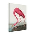 thumbnail image 3 of Trademark Fine Art Pictufy Pink Flamingo Ii From Birds of America Canvas Wall Art, 3 of 4