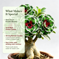 thumbnail image 3 of Desert Rose, Shade Plant for Gardens-Easy Grow-Low Maintenance-Ideal for Beds Borders, Plant Pots & Planters, 3 of 5