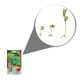 thumbnail image 2 of Semillas Cilantro Vita, 2 of 5