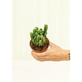thumbnail image 2 of Acanthocereus Tetragonus 'Fairy Castle' Live Green Plant in 4" Pot, 2 of 3