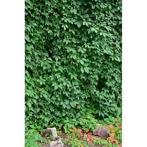 Wall Garden Green Plant Leaf Nature Ivy Wall Ivy Inch By 30 Inch Laminated Poster With Bright Colors And Vivid Imagery Fits Perfectly In Many Attractive Frames Walmart Com Walmart Com