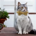 thumbnail image 2 of Cat Soft Velvet With Bow Tie Bell Breakaway Boy Girl Basic Pure Colors Male Female, 2 of 9