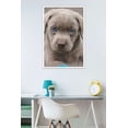 thumbnail image 2 of Keith Kimberlin - Puppy - Blue Eyes Wall Poster, 22.375" x 34", Framed, 2 of 2