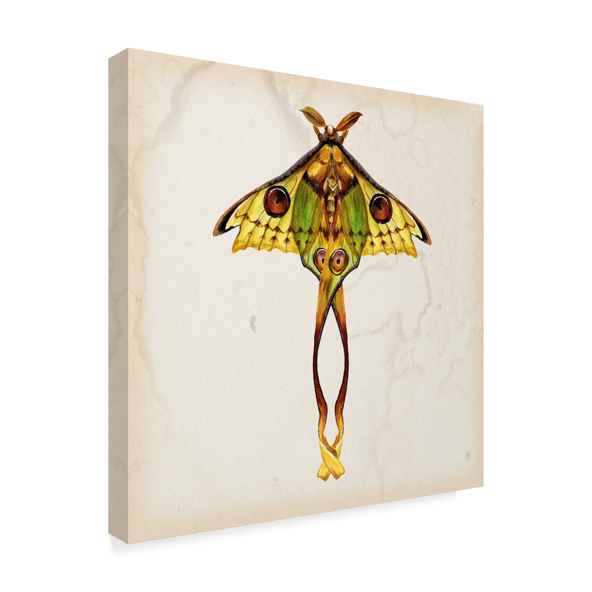 Trademark Fine Art Animals Canvas Art ' Butterfly Study I ' by Melissa Wang