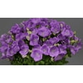 thumbnail image 2 of Rapido Blue Carpathian Bell Flower - Quart Pot - Campanula, 2 of 4