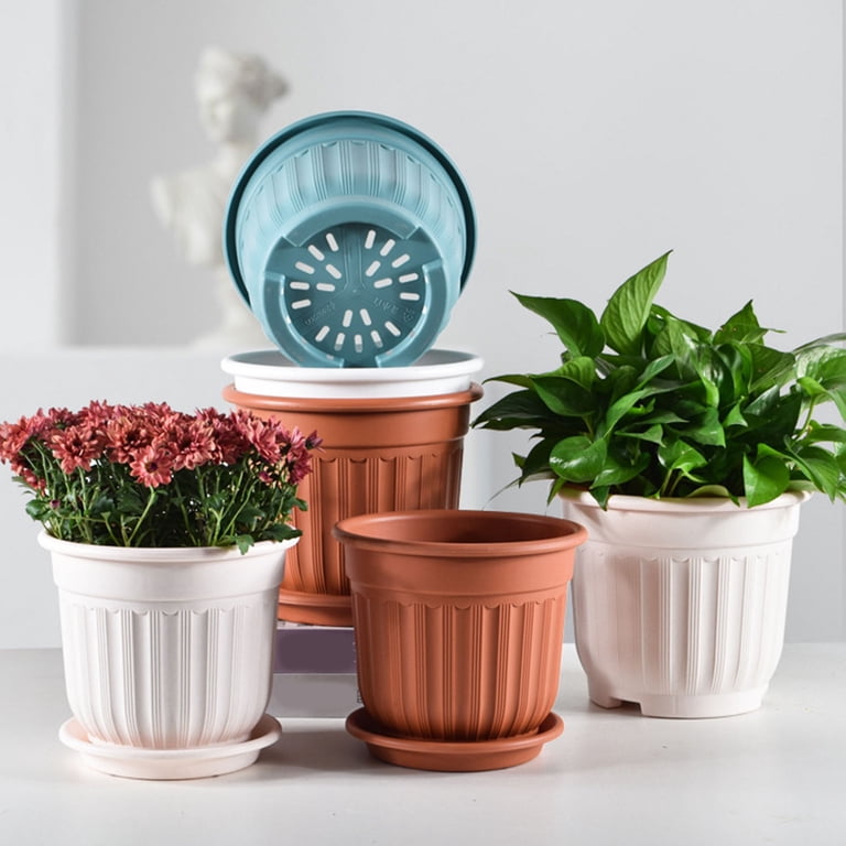 potted plant for sale Peperomia caperata 'Cayenne'