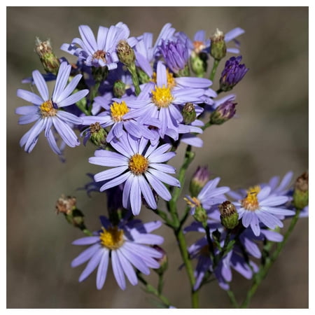 Everwilde Farms - 1 oz Sky Blue Aster Native Wildflower Seeds - Gold Vault Bulk Seed Packet