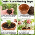 thumbnail image 5 of Premium Desert Rose For Planting-Exquisite Variegated Blossoms-Ideal Yard & Patio Decor(Non-Artificial), 5 of 7