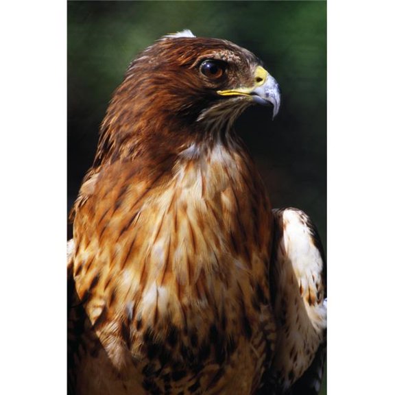 Red Tailed Hawk Poster Print by Natural Selection Ralph Curtin, 24 x 36 - Large