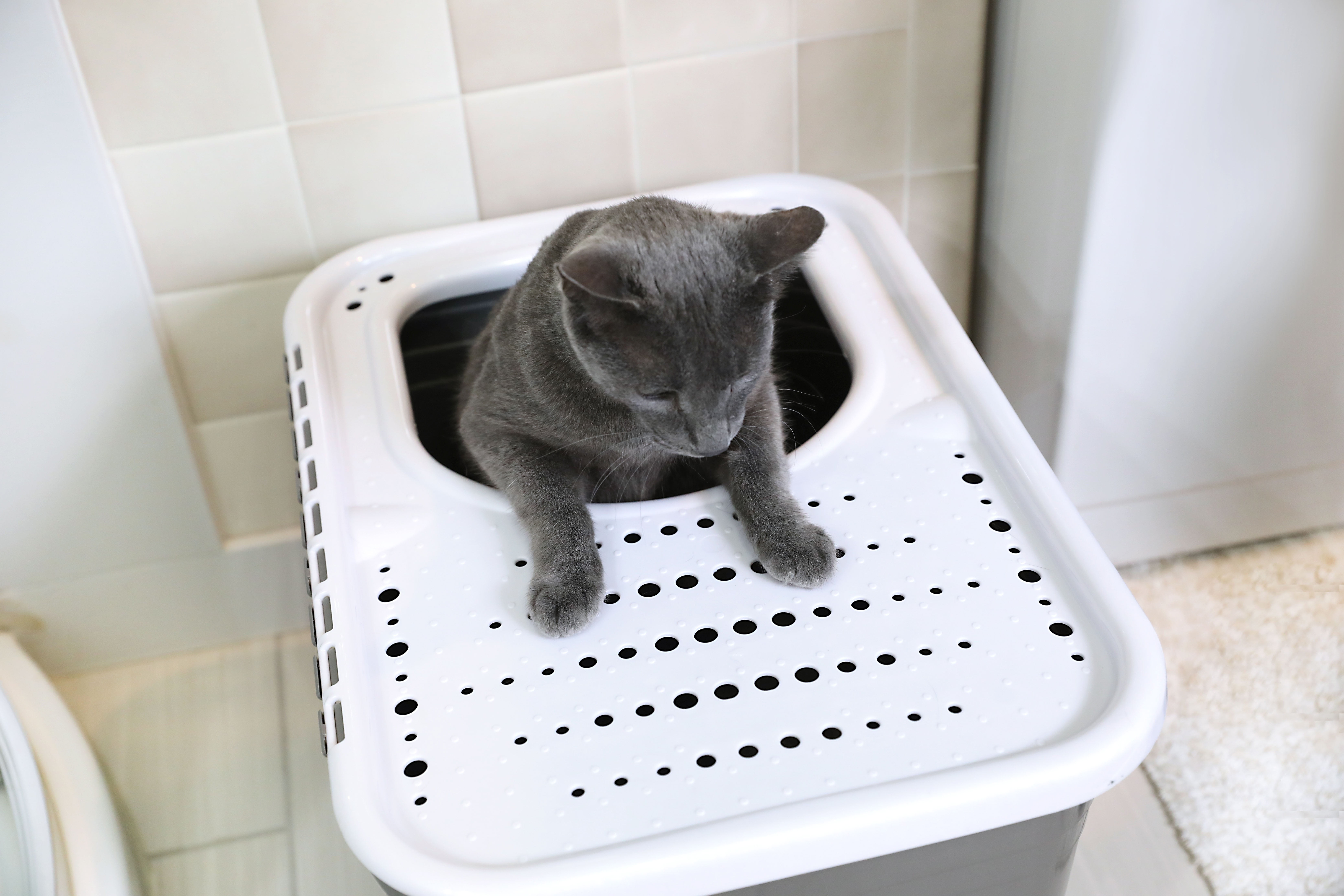 Petmate Open Top Cat Litter Box Top Entry Plastic Cat Litter Pan, Silver, 20" x 15" x 15"