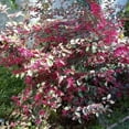 thumbnail image 3 of Loropetalum Plum Delight I 3 Live Quart Size Plants I Chinese Fringe Flower I Eye-Catching Plum-Colored Foliage and Vibrant Pink Blooms, Perfect for Hedges and Decorative Plantings, 3 of 4