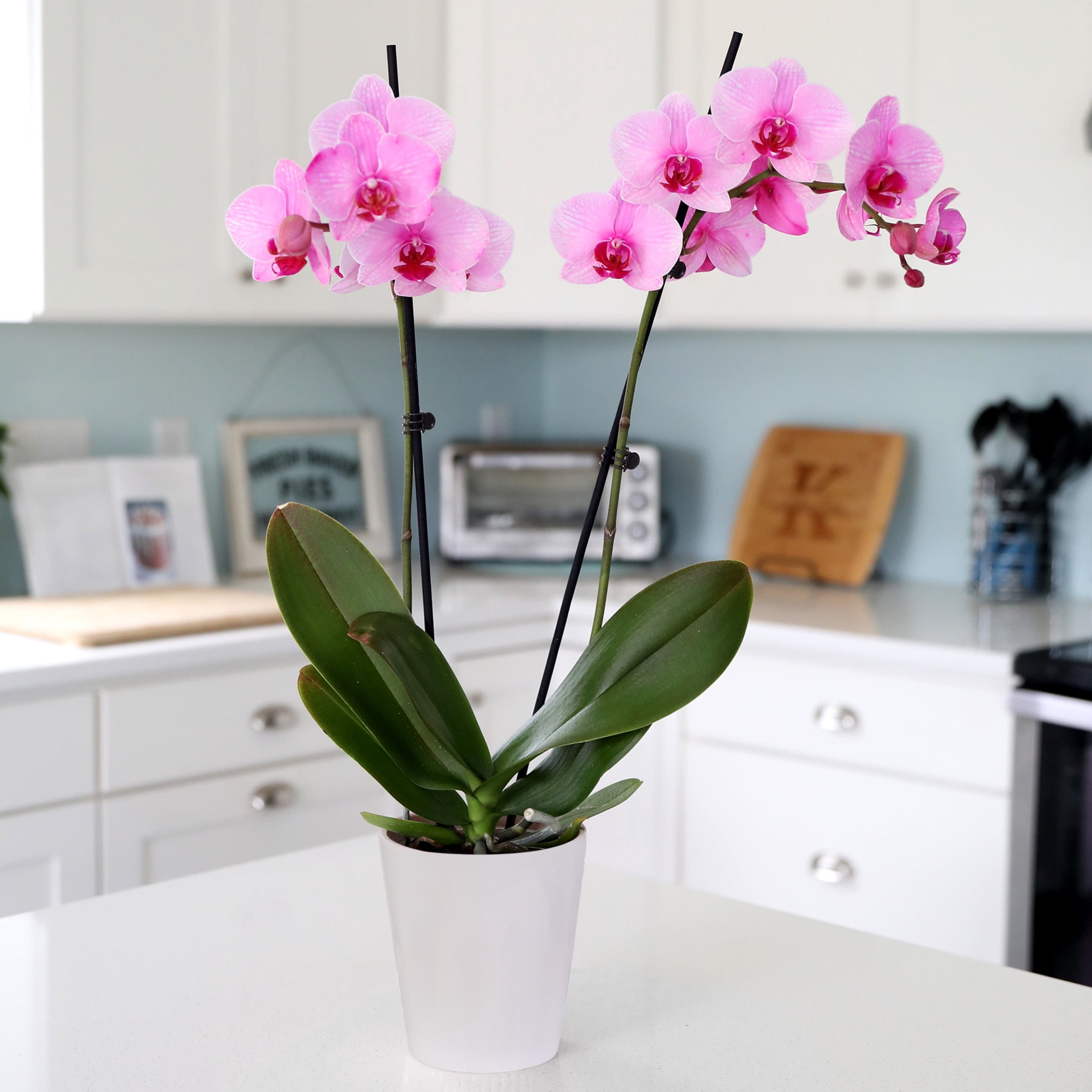 Just Add Ice 16-30" Watercolor Orchid Live Plant in 5" White Decorative Pot