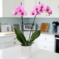 thumbnail image 2 of Just Add Ice 16-30" Watercolor Orchid Live Plant in 5" White Decorative Pot, 2 of 7