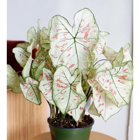 Blue Buddha Farm: Cranberry Star Caladium (2 Bulbs) - Easy to Grow Indoor or Outdoor Perennial Plant
