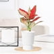 thumbnail image 4 of Jarrón hidropónico con maceta transparente autorregante | Jardinera de vidrio plástico imitado 5.12x3.94" | Riego automático, decoración para el salón, bambú de la suerte, arreglo de rosas, 4 of 6