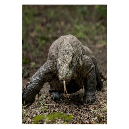 3dRose, Indonesia, Komodo Dragon National Park. Close-up of Komodo dragon. , 22x30 Bath Hand Pool Towel