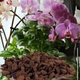 thumbnail image 5 of Orchid Barks Organic New Zealand Pine Bark for Orchids Bark Potting Mix Natural New Zealand Pinus Radiata Bark Medium Chips 8-15mm 2 quart Orchid Potting Bark, 5 of 8